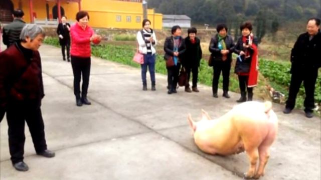 Свинья пришла к храму и начала молиться… Люди шокированы происходящим! смотреть онлайн