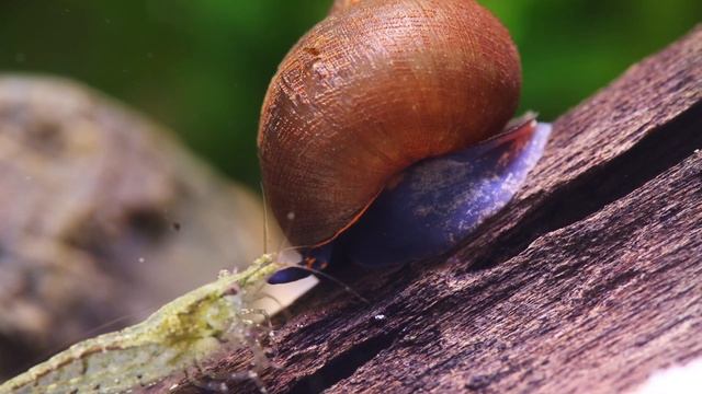 WELTNEUHEIT: Neue Art aus PAPUA! Blue Berry Snail - Viviparus sp смотреть онлайн