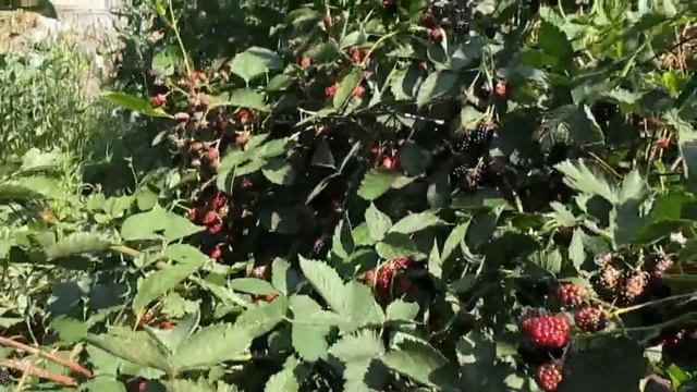 ЕЖЕВИКА БЕЗ ШИПОВ - лучшие сорта. Секреты Ухода за ежевикой безшипной в саду. смотреть онлайн