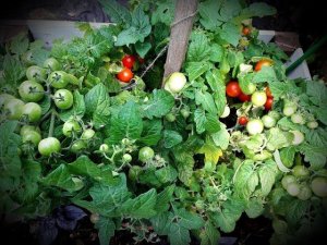 Томат Пиноккио - урожайный малыш,находка для новичков и у кого маленький огород