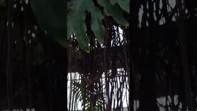 Lazy tree philodendron смотреть онлайн