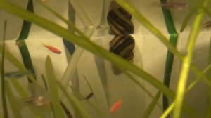 Икра улитки ЭЛЬФ. Улитка СПИКСИ отметала икру | Caviar of the ELF snail.