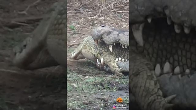 Crocodile Fights and Eats Crocodile смотреть онлайн