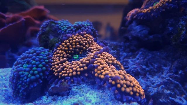 ? 1000 LITER REEF AQUARIUM by REEF ROMANIA ? смотреть онлайн