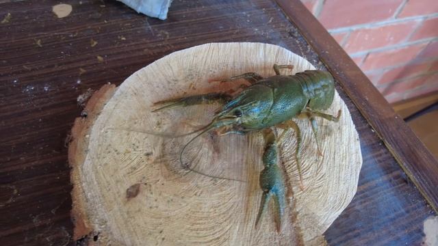 Июльская пятница на озере Увильды - собрали ягоды и поймал рака смотреть онлайн