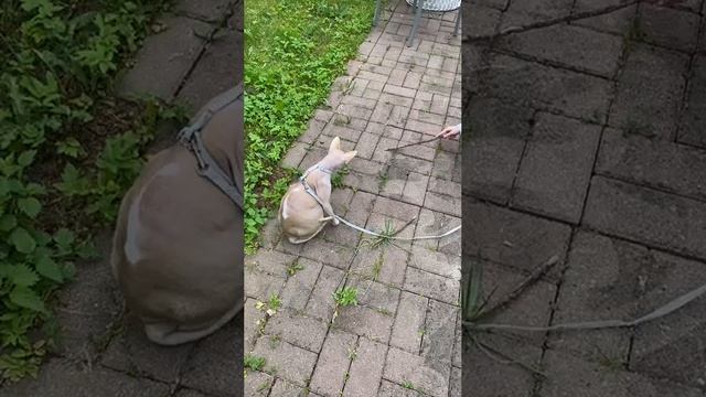 Лысый, апорт)))