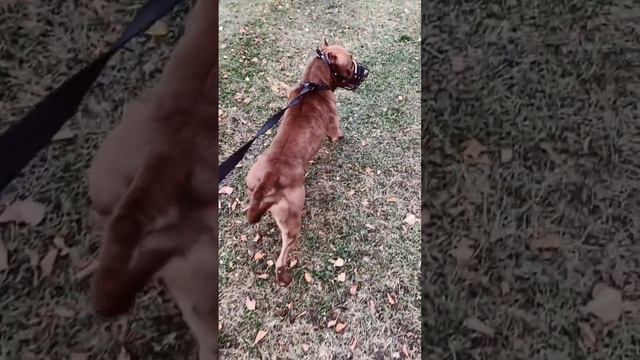 Эдит (питбуль,стафф) идея @edit_dogs_11, с рождеством вас💗