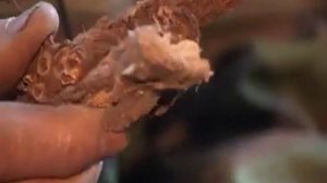 Копеечник забытый (красный корень).