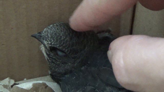 Птенчик засыпает! Поели, можно и поспать! смотреть онлайн