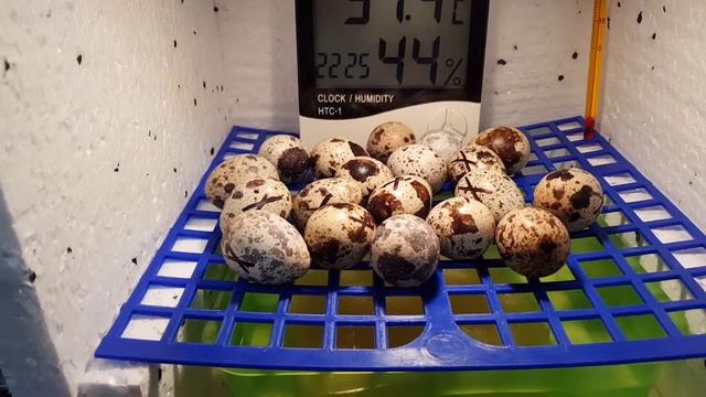 Инкубатор для перепелиных яиц своими руками смотреть онлайн
