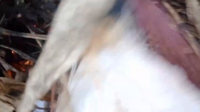 У Нас горит Сарай!!