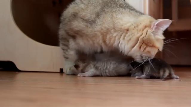 Мама кошка спасла котят смотреть онлайн