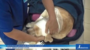 Наложение собаке повязки на голову