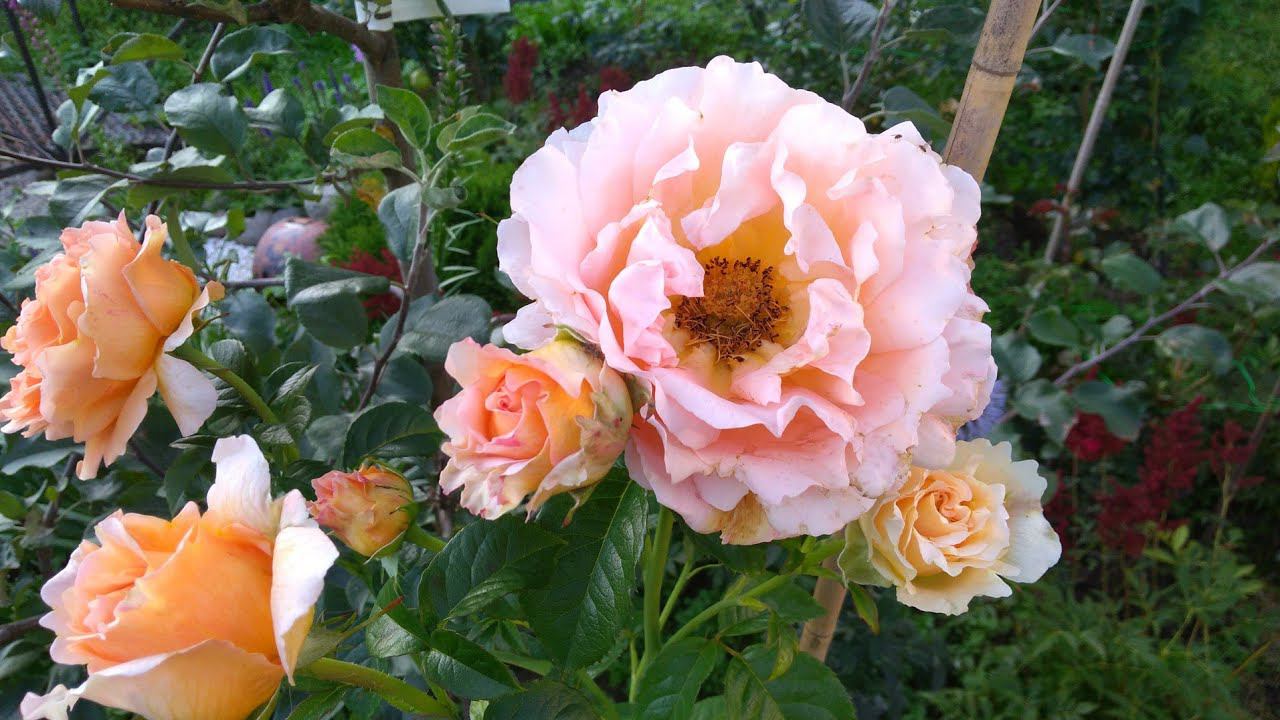 Последняя подкормка роз перед укрытием. смотреть онлайн