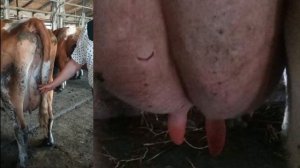 Ушиб вымени. Мастит у коровы.