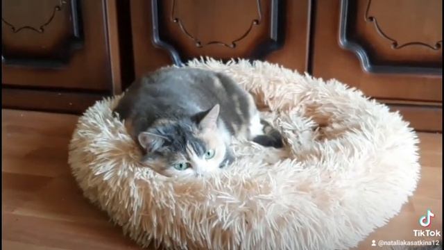 кайфушка Мусяндра. смотреть онлайн
