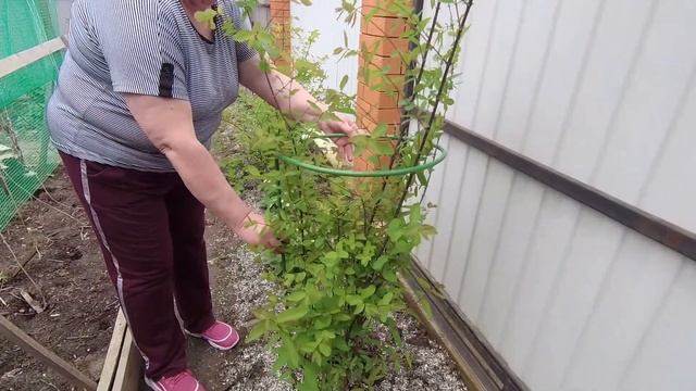 Делаем уличный навес /Купили опоры для жимолости/ смотреть онлайн