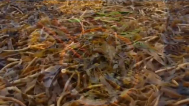 Атоми Морская Капуста