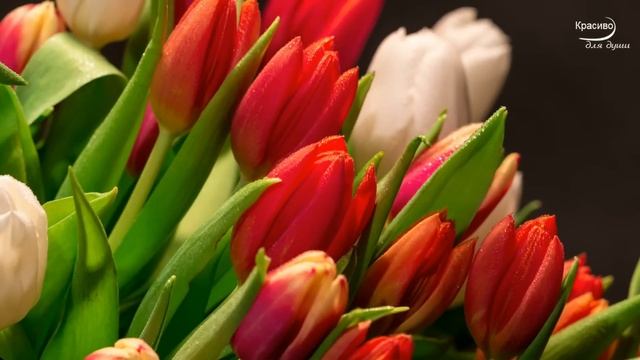 Какая красивая музыка о нежности и любви! Цветы красиво распускаются под музыку! смотреть онлайн