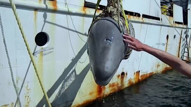 РОЖДЕННЫЕ СВОБОДНЫМИ