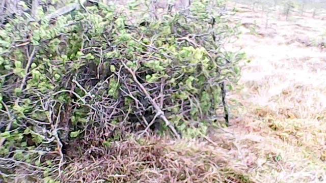 Охота на тетерева с сыном 2021. Тверская область. смотреть онлайн