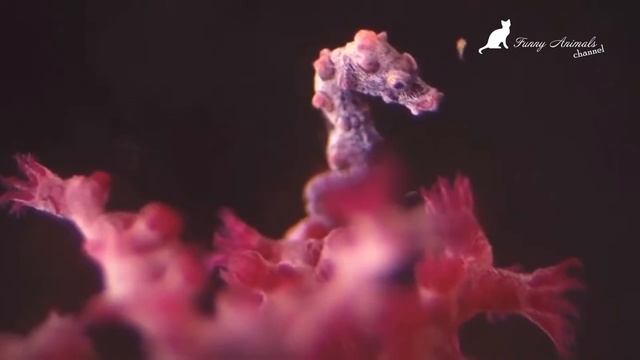 Удивительные рыбы. Смешные и веселые рыбы. Amazing fish compilation. Funny Animals смотреть онлайн