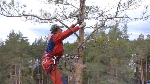 Как пилить дерево сверху смотреть онлайн