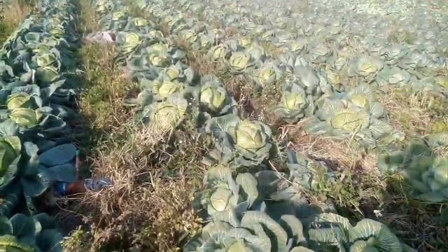 уборка капусты арривист от семинис. harvesting cabbage arrivist from seminis смотреть онлайн