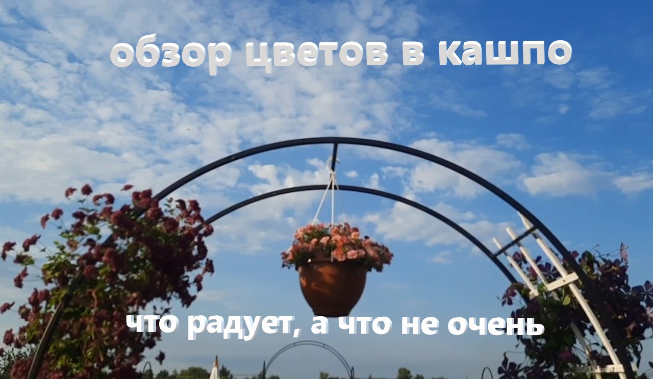 Цветы в кашпо. Что растет в моем горшечном саду. Наблюдения и выводы. смотреть онлайн