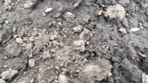 ОГУРЦЫ  Посадка  семенами в открытый грунт