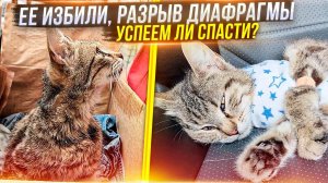 Кто то калечит котов в Дивном. Очередная жертва. Разрыв диафрагмы и поражены внутренние органы.