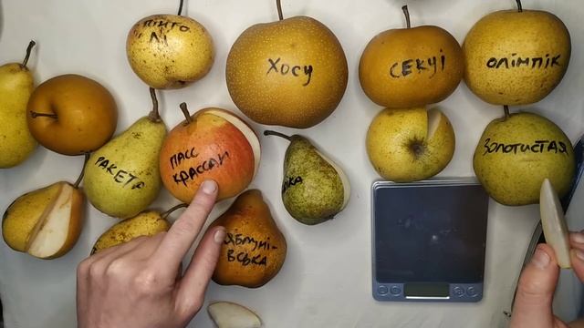 Порівняння сортів груш на 13 грудня 2022 року. смотреть онлайн