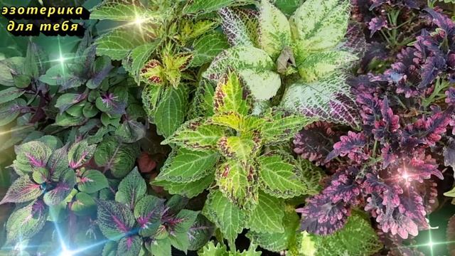 Сегодня 1 сентября волшебный день, эти слова всё изменят. Послание от Архангела Михаила. Лунный ден смотреть онлайн