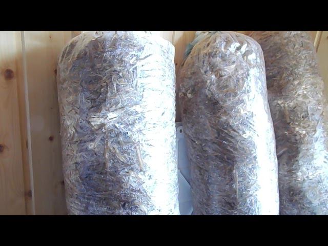 29 Вешенка, спустя 5 дней после засева. смотреть онлайн