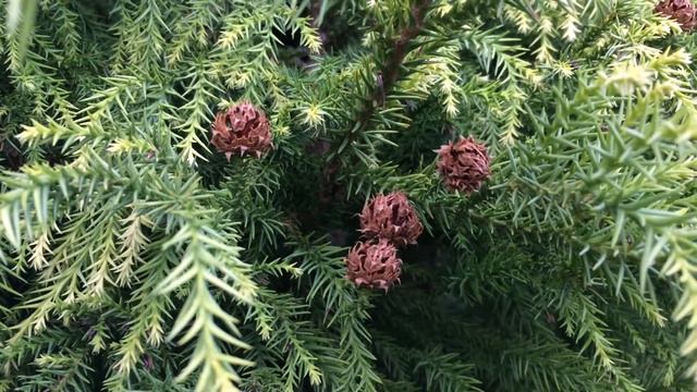 Cryptomeria japonica 'Yellow Twig' - mature female cones - March 2018 смотреть онлайн