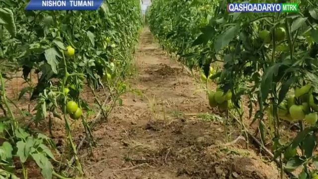 Нишон тумани фермер, дехкон хужаликлари ва томорка ер эгалари кенгаши смотреть онлайн