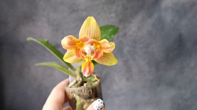 Phal. Yaphon Perbalm (peloric - 3-lips) - первое цветение азиатского трилипса! Мне повезло! смотреть онлайн