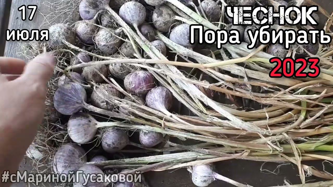 ЧЕСНОК убрали и на просушку в тени уложили. Крупные #однозубки #чеснока на омоложение 17 июля смотреть онлайн