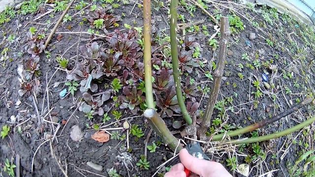 Обрізаємо троянду. Нові садові ножиці. Обрезаем розу. Сut a rose. смотреть онлайн