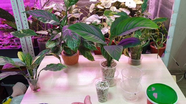 как выращивать спатифиллум в минеральном субстрате