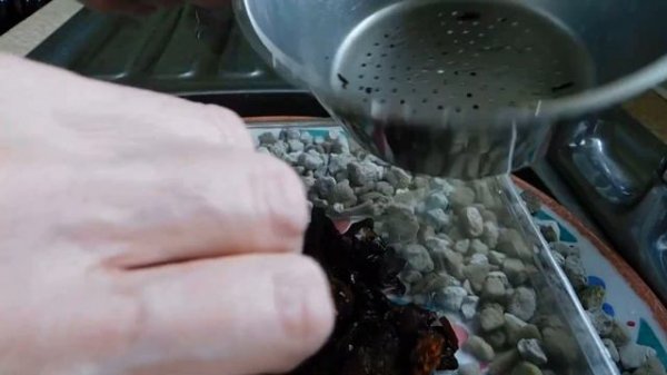 Phalaenopsis pulcherrima var. marmorata - a terrestrial orchid repot