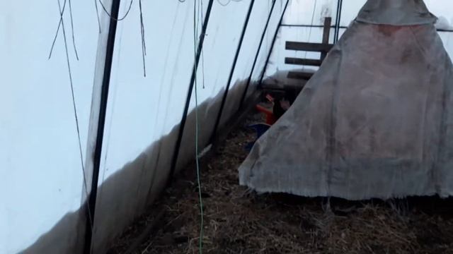 ?? ?Сибирь -38 как спят поросята или Ёршик хозяйничает. смотреть онлайн