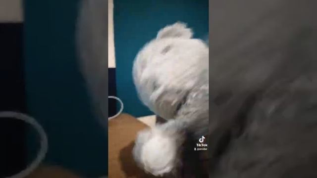 Начало праздника... 10 лет в семье