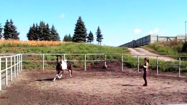 ZENDAL кватерхорс смотреть онлайн