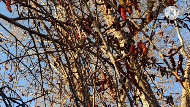 Ольга Брендовна.Когда нет денег заплатить за телефон.Чужая посылка смотреть онлайн