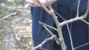 Когда  прививать весной плодовые деревья, оптимальные сроки для прививок саженцев. Садоводство.