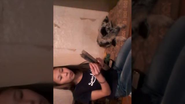 Как правильно ухаживать за питомцем!??? смотреть онлайн