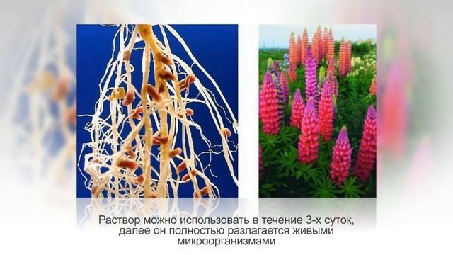 ЯНТАРНАЯ КИСЛОТА для растений. Способы применения янтарной кислоты смотреть онлайн