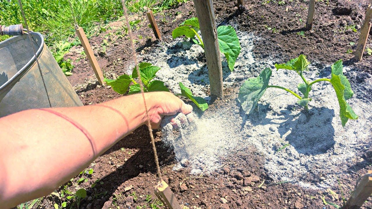 После дождя или полива очень хорошо присыпать все растения такой мукой. + 50% к урожаю и нет гнили. смотреть онлайн