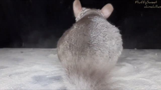 Chinchilla dust bath!❤ Купание шиншилл в песке смотреть онлайн